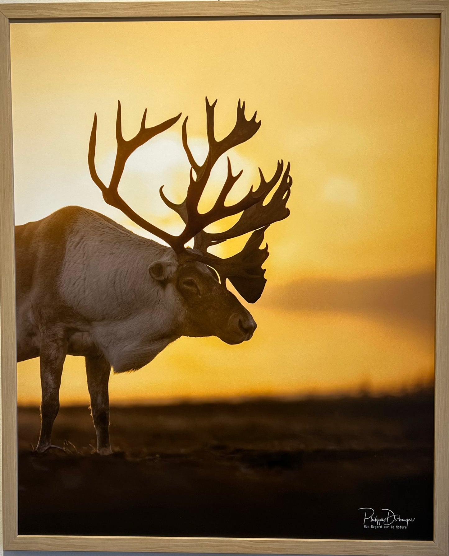Le dominant au soleil levant Philippe De-Bruyne