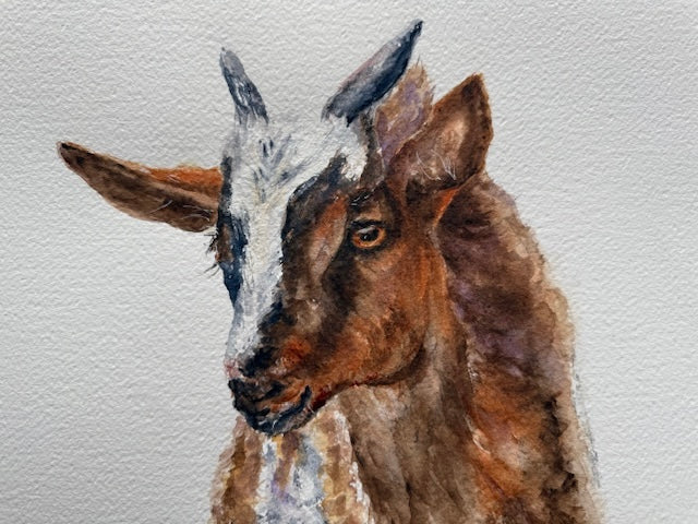 PALOMA (goat) Danielle Forget Montréal