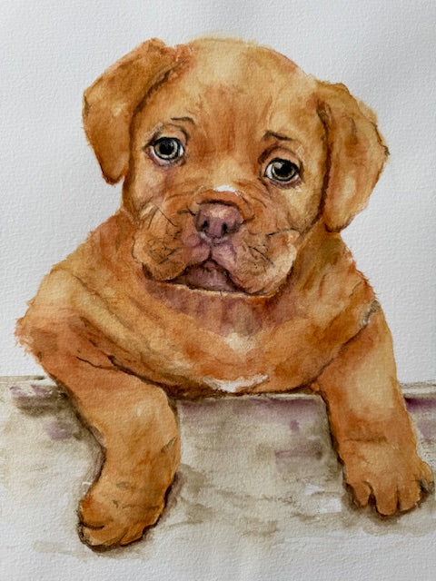 JONAS (puppy) Danielle Forget Montreal