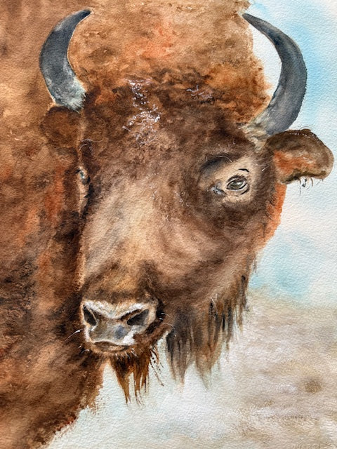 GASTON (bison) Danielle Forget Montreal