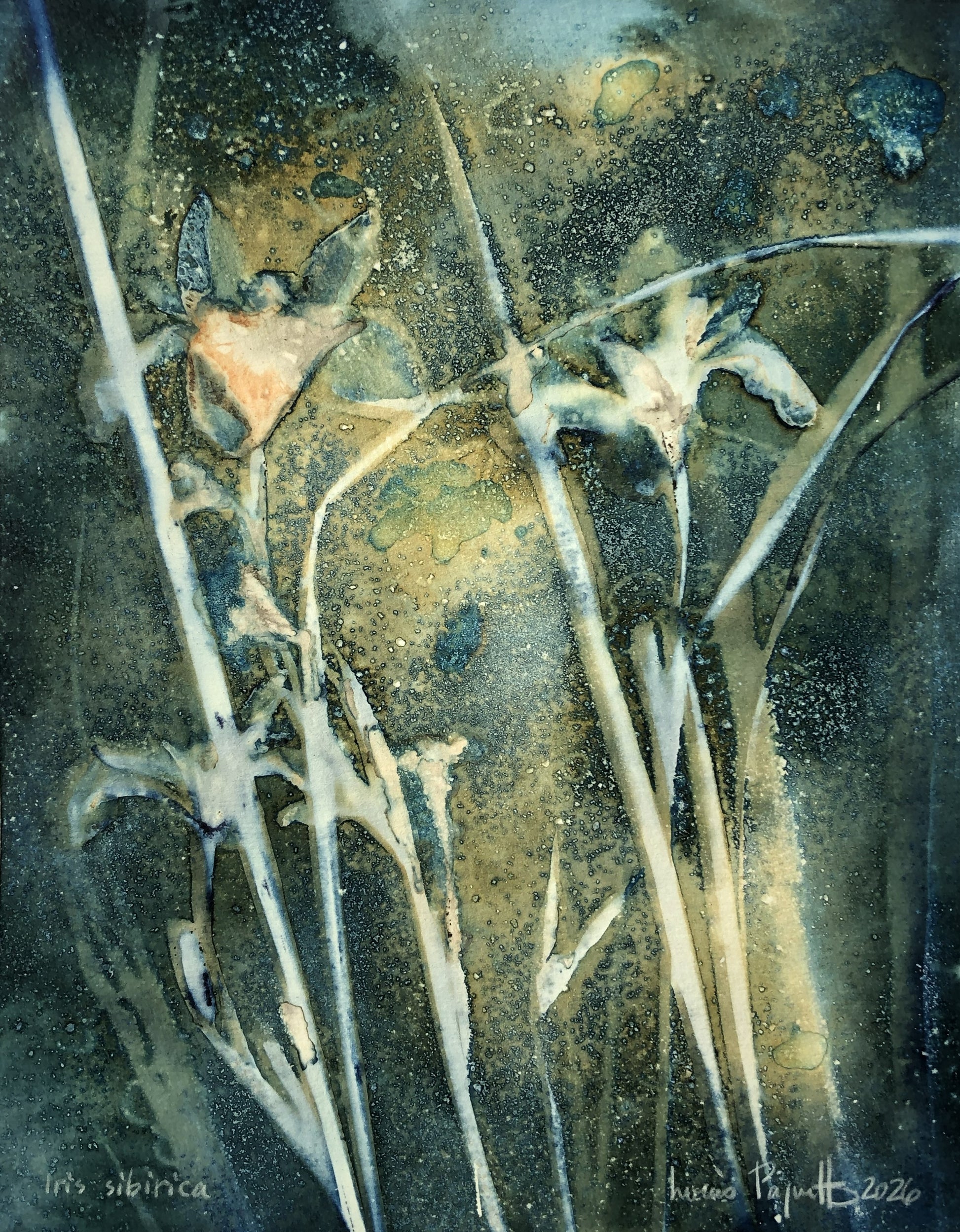 Iris sibirica Cyanotype humide sur papier Louis Paquette 8 x 10 pouces Iris sibirica Cyanotype