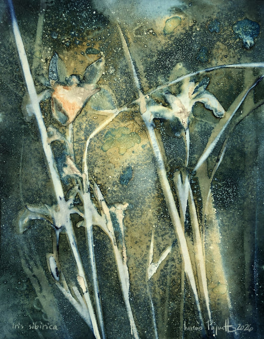 Iris sibirica Cyanotype humide sur papier Louis Paquette 8 x 10 pouces Iris sibirica Cyanotype