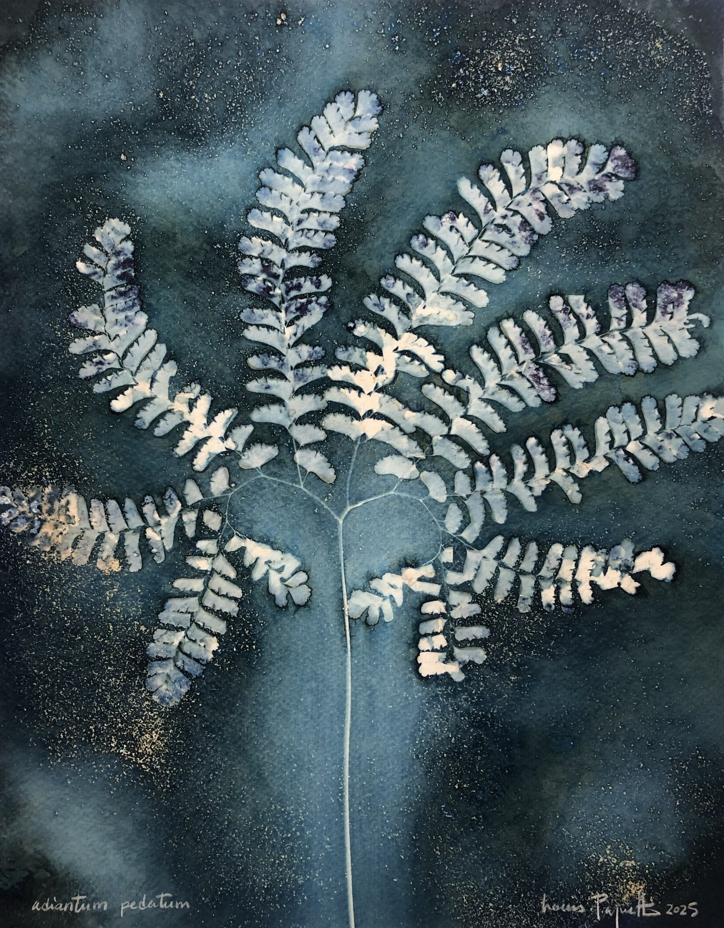 ANDIATUM PEDATUM Cyanotype humide sur papier Louis Paquette 11 x 14 pouces ANDIATUM PEDATUM Cyanotype