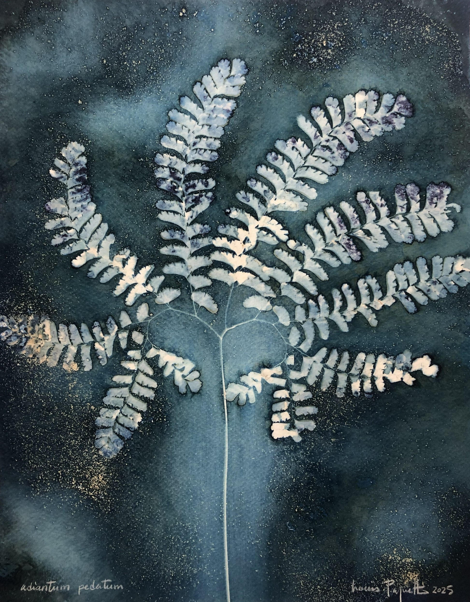 ANDIATUM PEDATUM Cyanotype humide sur papier Louis Paquette 11 x 14 pouces ANDIATUM PEDATUM Cyanotype