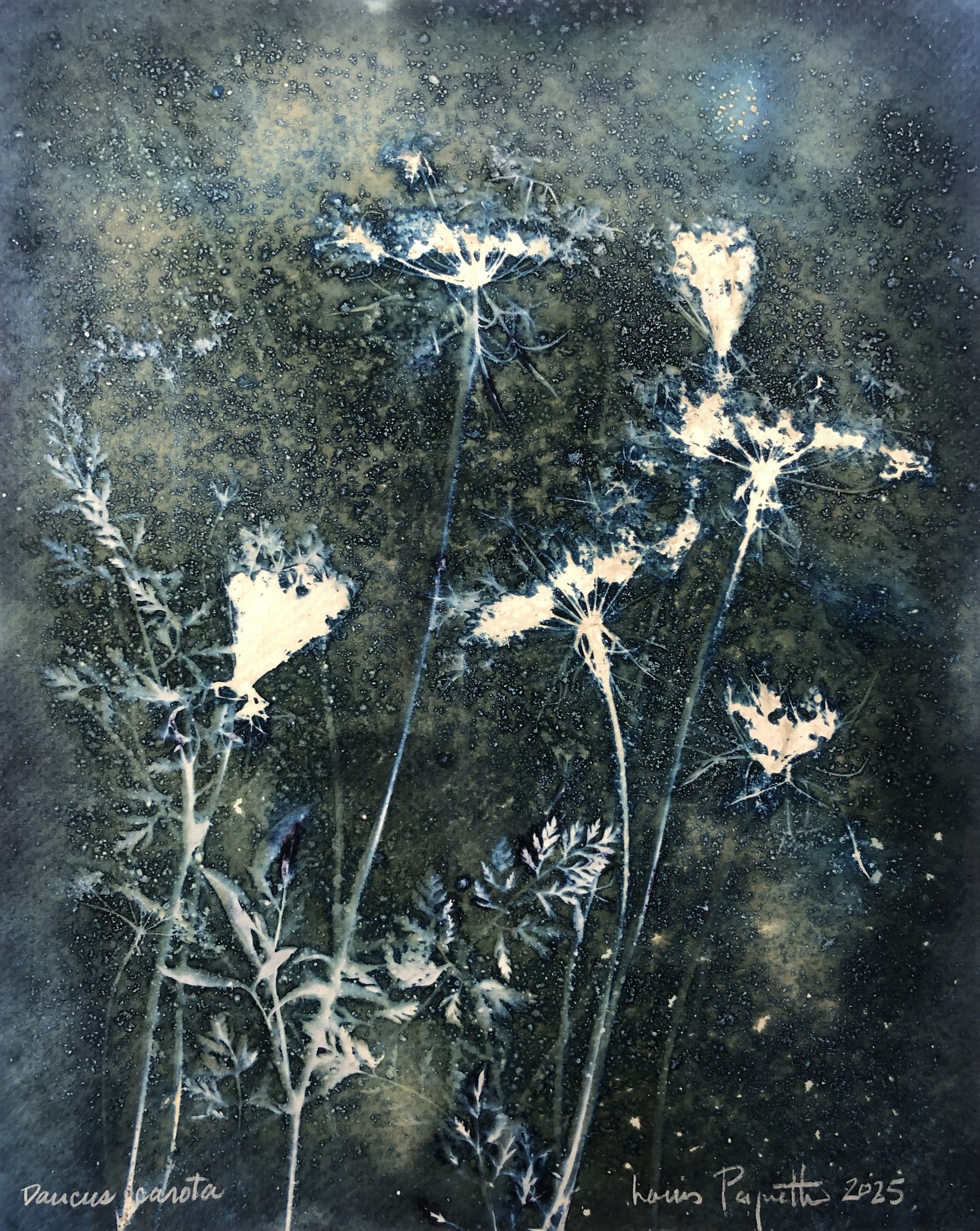 DAUCUS CAROTA Cyanotype humide sur papier Louis Paquette 8 x 10 pouces DAUCUS CAROTA Cyanotype
