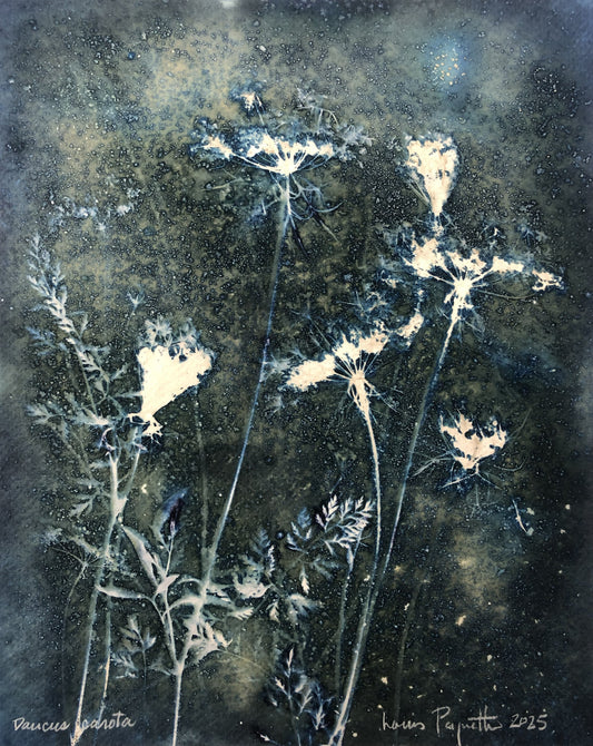 DAUCUS CAROTA Cyanotype humide sur papier Louis Paquette 8 x 10 pouces DAUCUS CAROTA Cyanotype