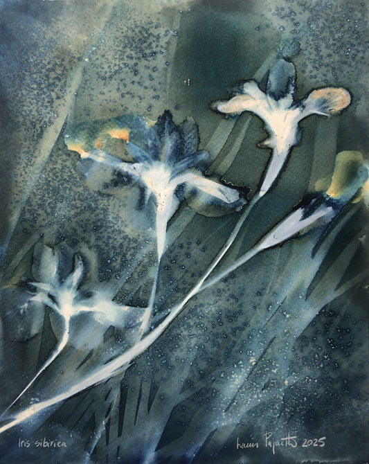 IRIS SIBIRICA Cyanotype humide sur papier Louis Paquette 11 x 14 pouces IRIS SIBIRICA Cyanotype
